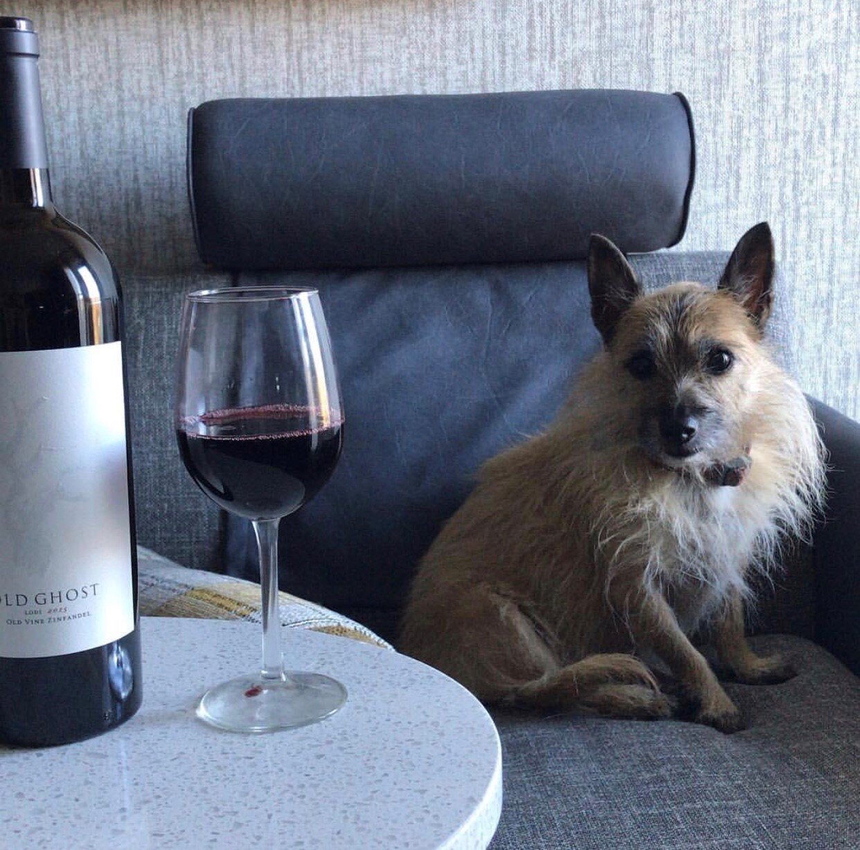 Healdsburg for the Dogs Healdsburg for the Dogs