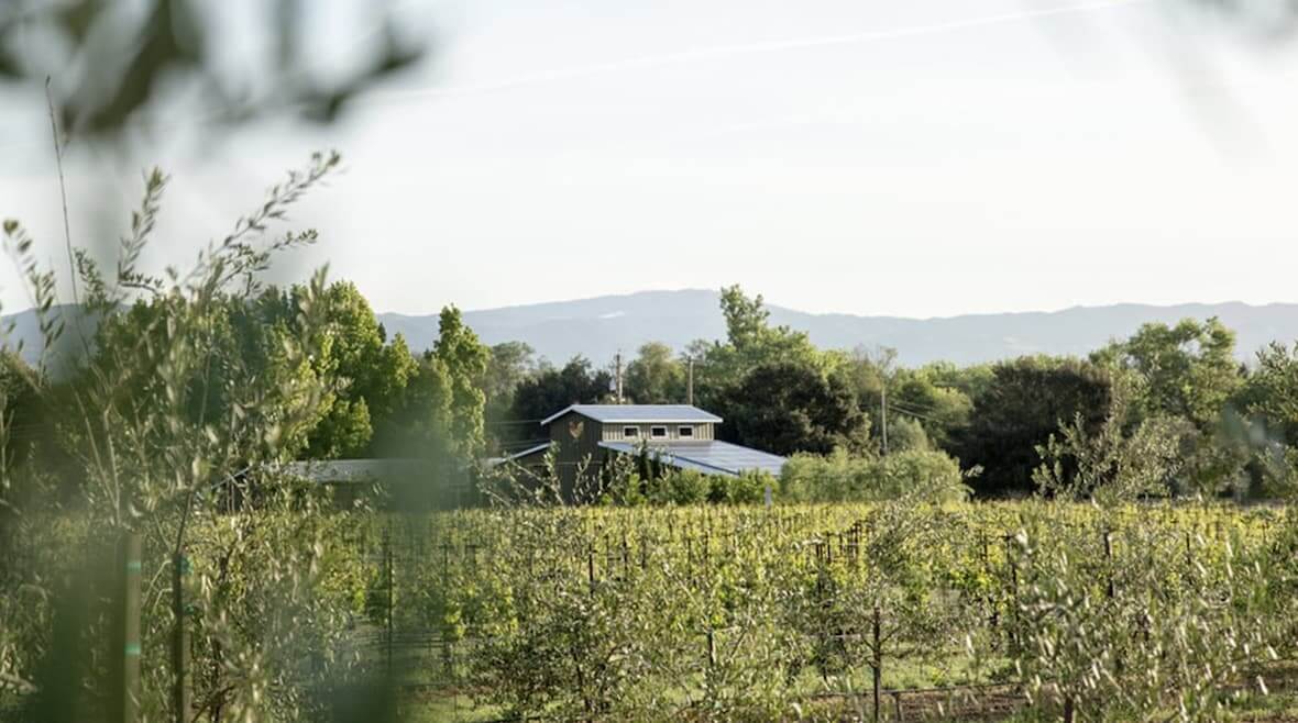 A serene vineyard landscape with lush green trees and a distant mountain range in Healdsburg, California.
