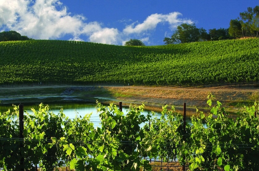 A serene vineyard landscape with lush green hills rolling down to a tranquil pond under a bright blue sky dotted with fluffy white clouds in Healdsburg, California.