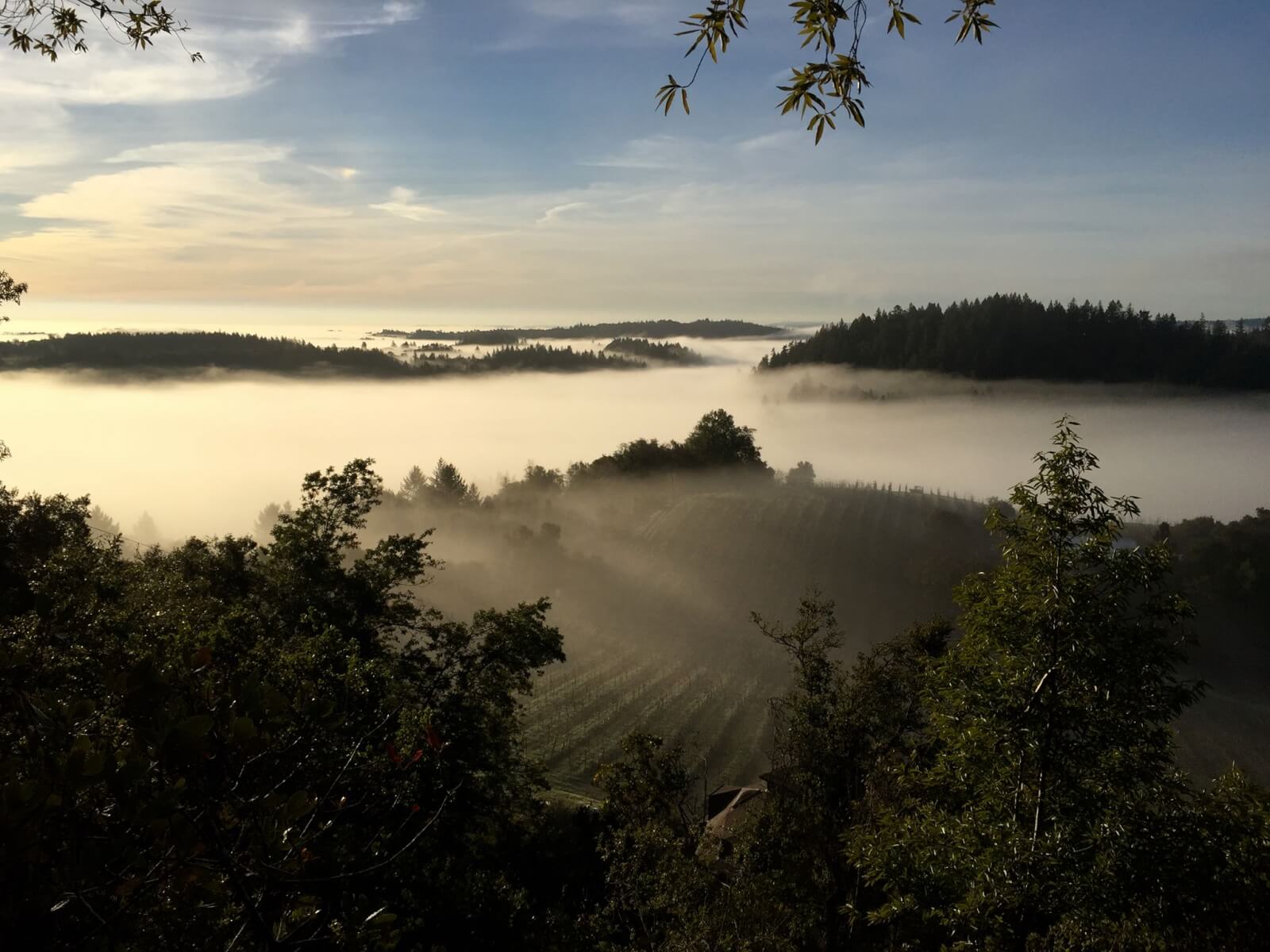 Porter Creek Vineyards