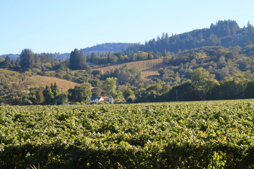 Unti Vineyards Unti Vineyards