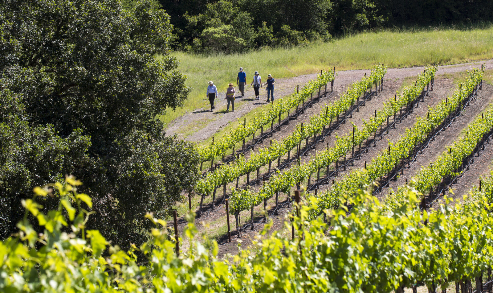 Earth Week Vineyard Hikes at Jordan