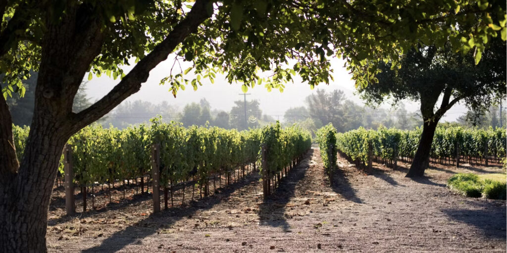 Yoga Among the Vines at Hop Kiln Estate