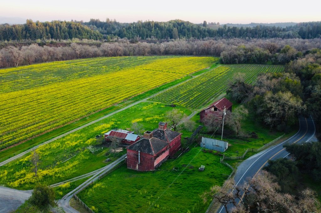 Aerial view of a sprawling yellow rapeseed field with a red barn and silos in the center in Healdsburg, California.