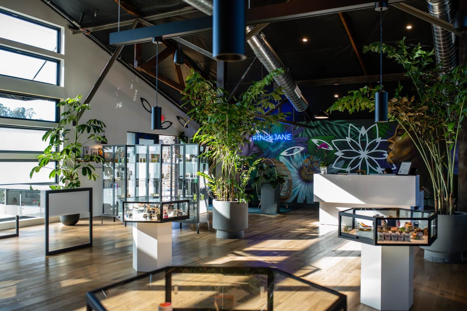 JANE Dispensary A modern, plant-filled retail space with glass display cases and a neon sign in Healdsburg, California.