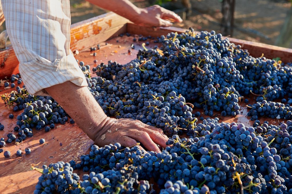 A person's hand reaches into a wooden crate filled with dark purple grapes in Healdsburg, California.