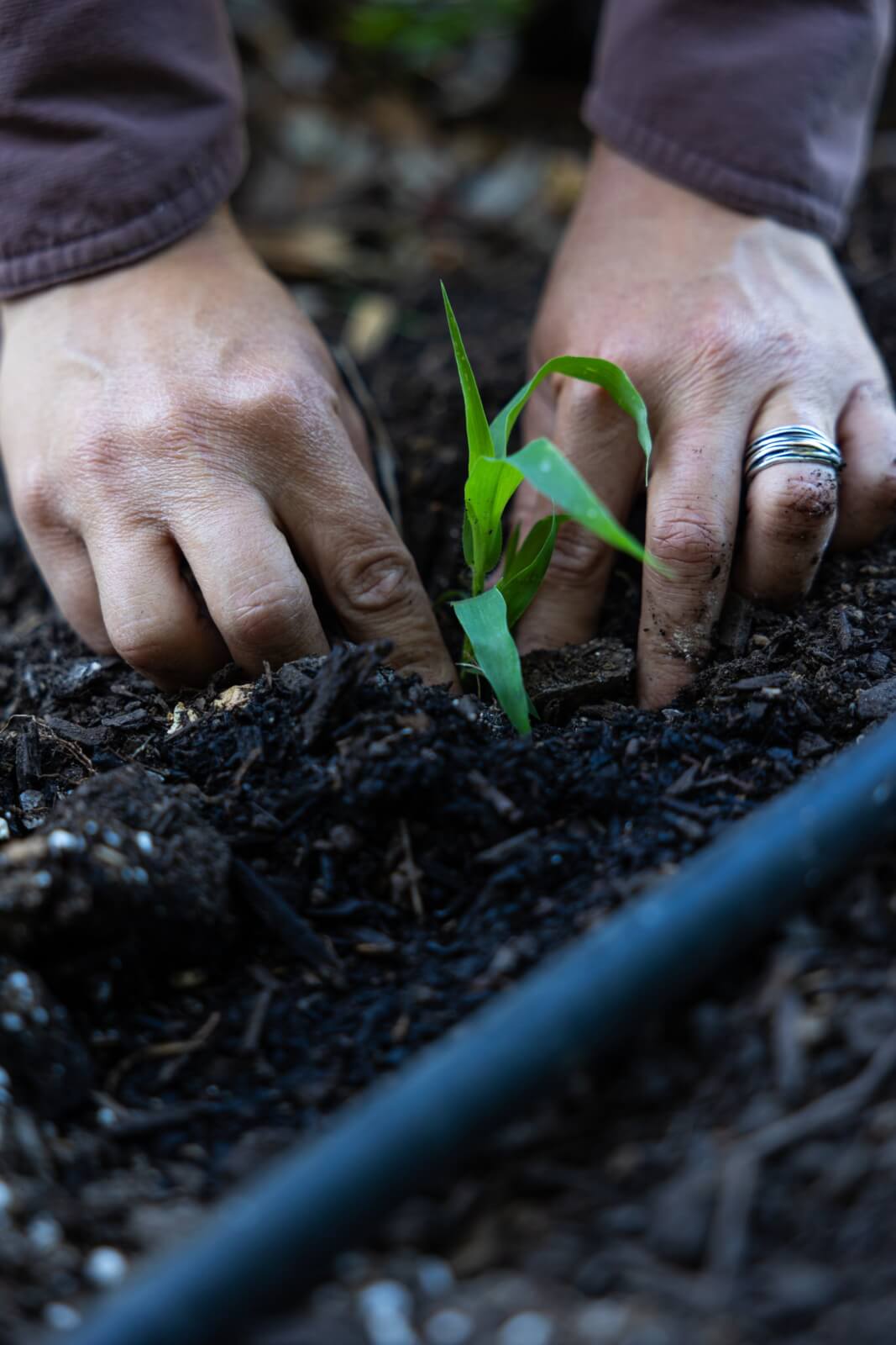 De la granja a la despensa A pair of hands gently plant a young green seedling in dark, rich soil in Healdsburg, California.