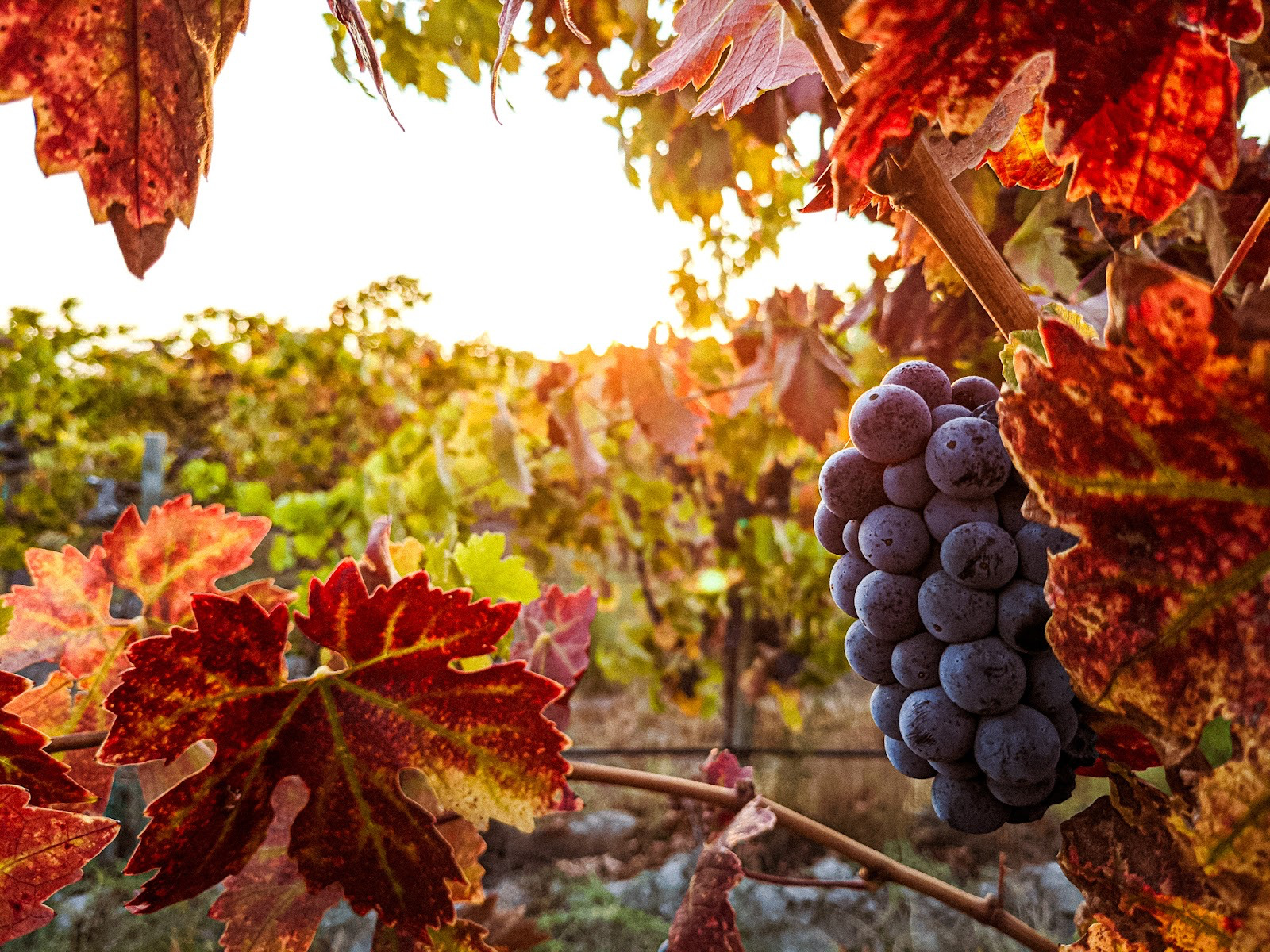 Harvest Delights: Experiencing the Bountiful Season in Healdsburg Harvest Delights: Experiencing the Bountiful Season in Healdsburg