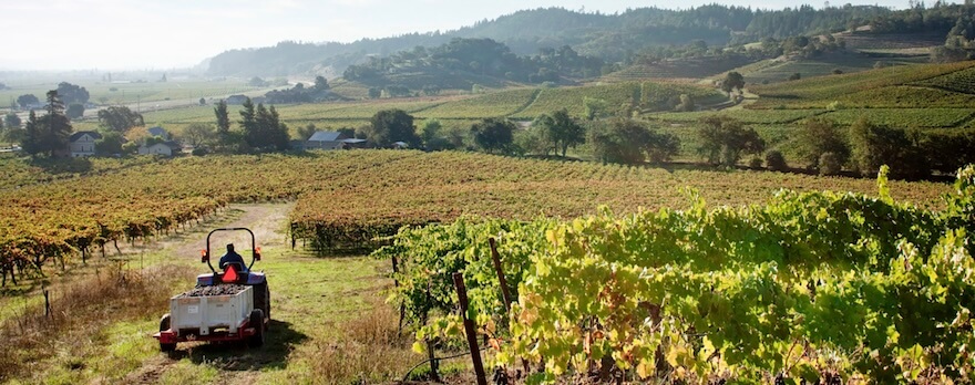 A tractor with a trailer full of grapes travels through a vast vineyard with rolling hills and distant mountains in the background in Healdsburg, California.