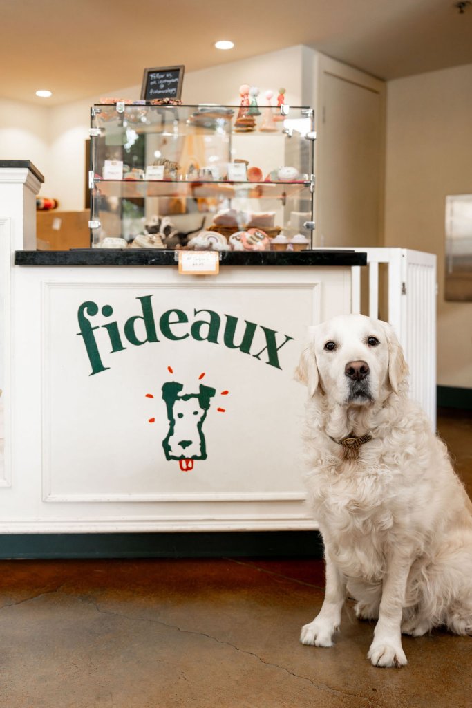 A white golden retriever sits in front of a pet store counter with a sign reading 'Fideaux' in Healdsburg, California.