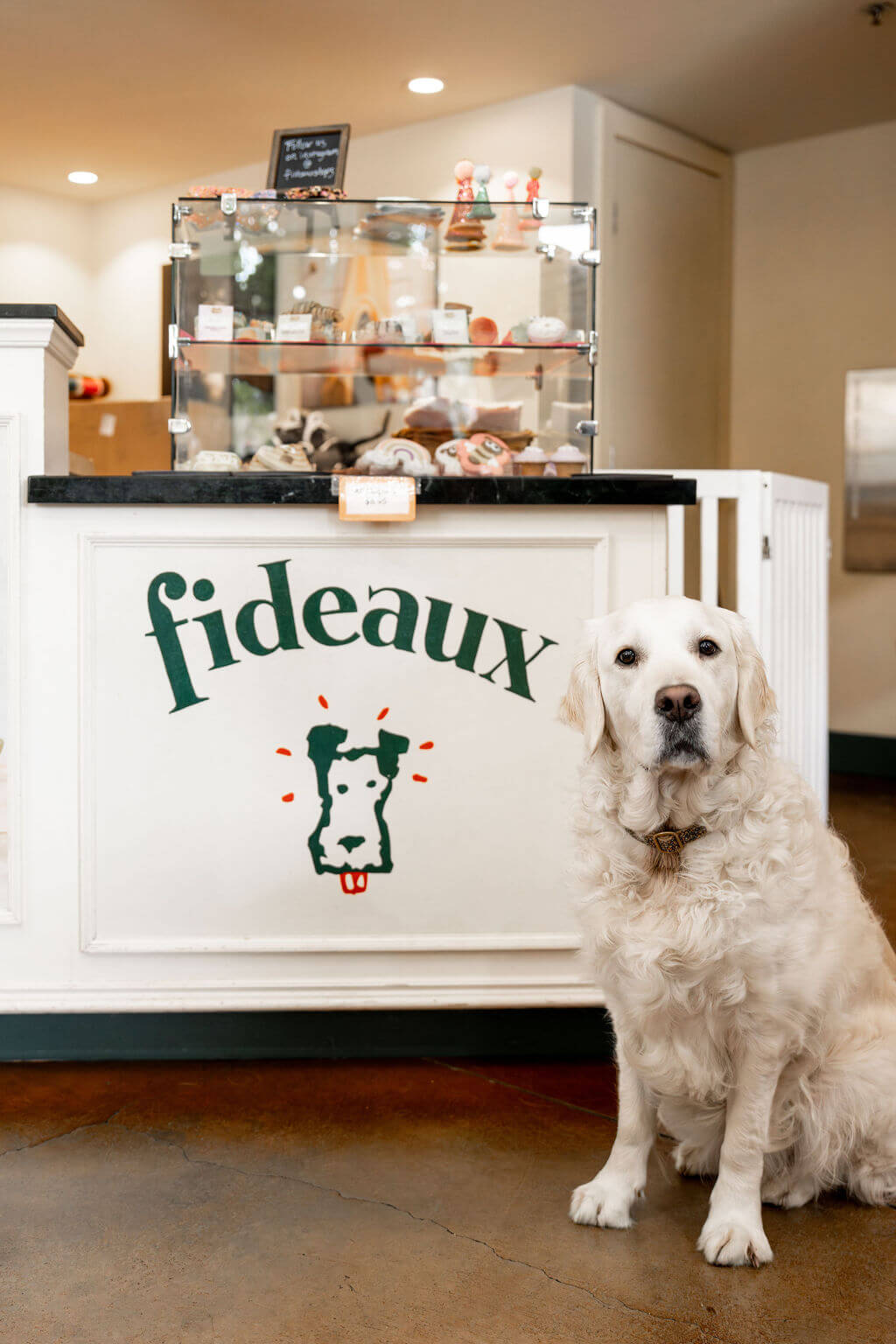 Fideaux A white golden retriever sits in front of a pet store counter with a sign reading 'Fideaux' in Healdsburg, California.