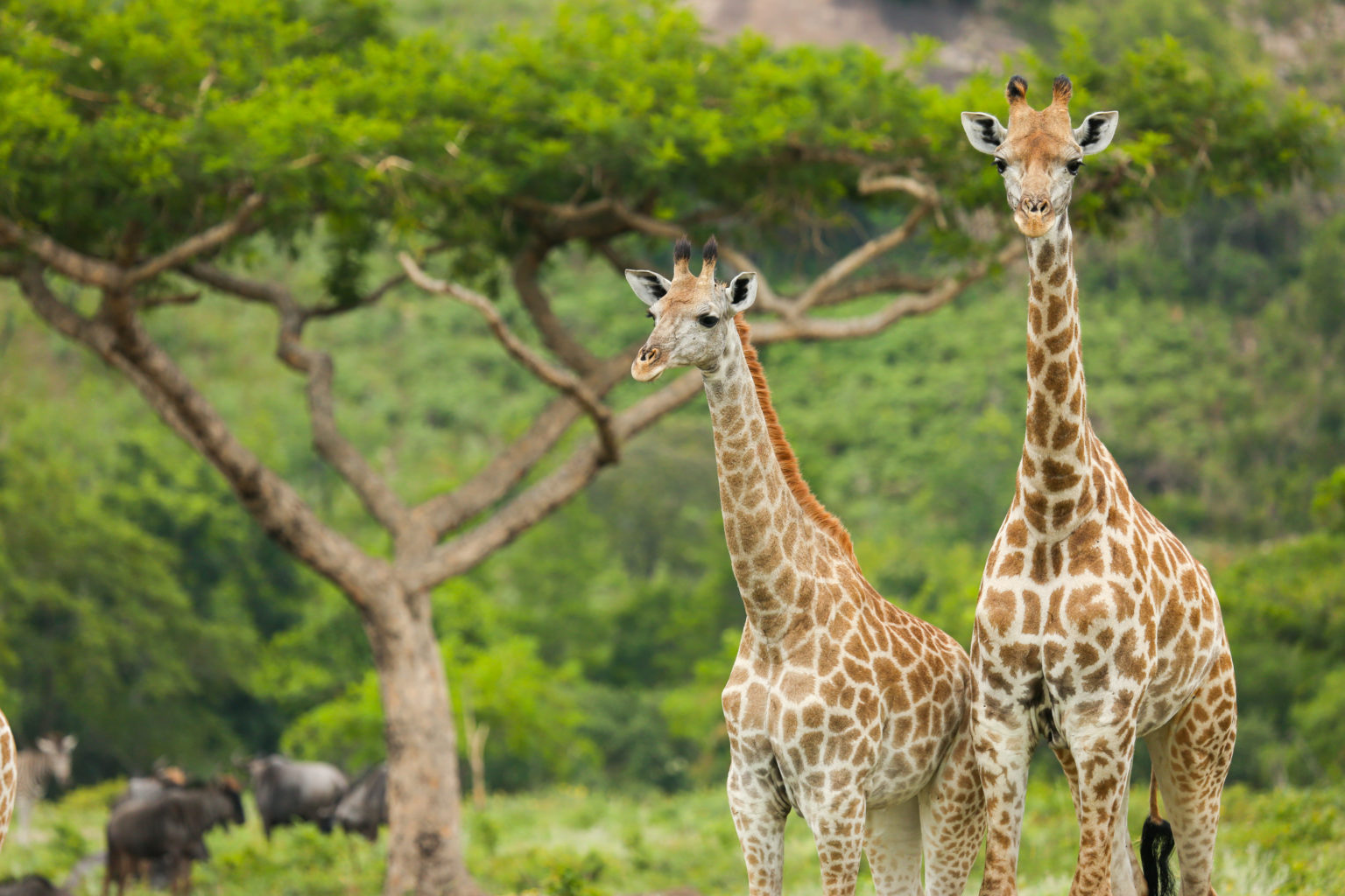 Sip ‘n’ Safari at Hotel Trio Two giraffes stand tall in a lush green field with a distinctive tree in the background in Healdsburg, California.