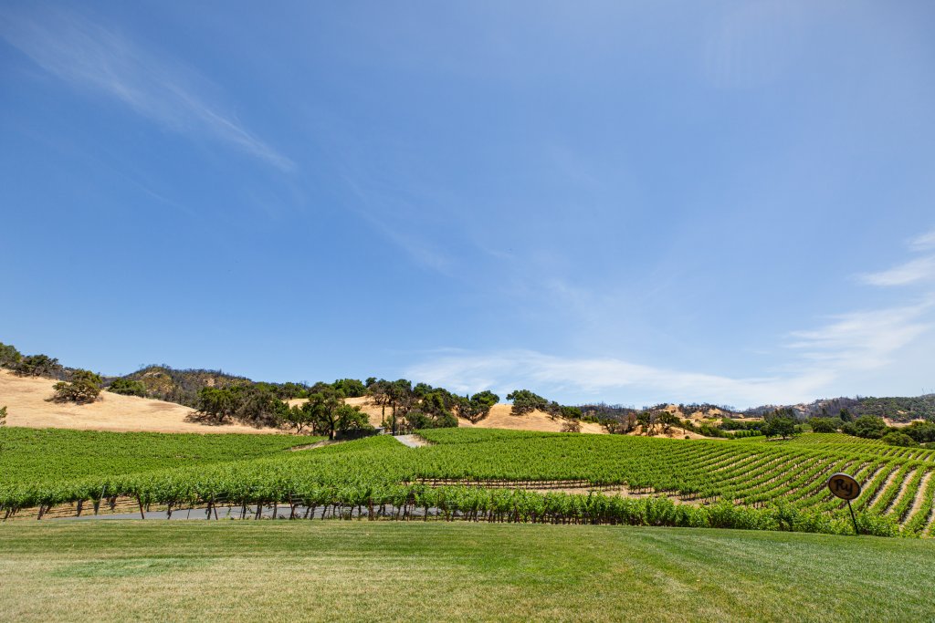 Rolling green hills covered in vineyards with a clear blue sky above in Healdsburg, California.