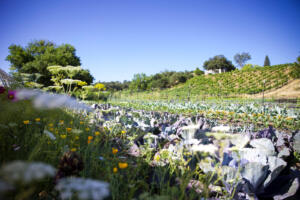 Discover the Best Bike Trails in Healdsburg