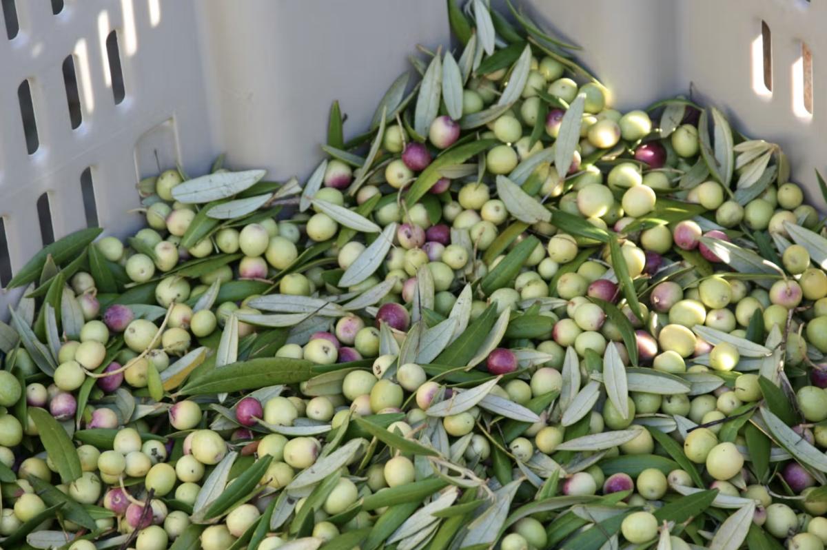 Ridgetop Olive & Vineyard Adventure at Hotel Healdsburg