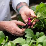 Farm Walk with a Chef & Farmer: Spring