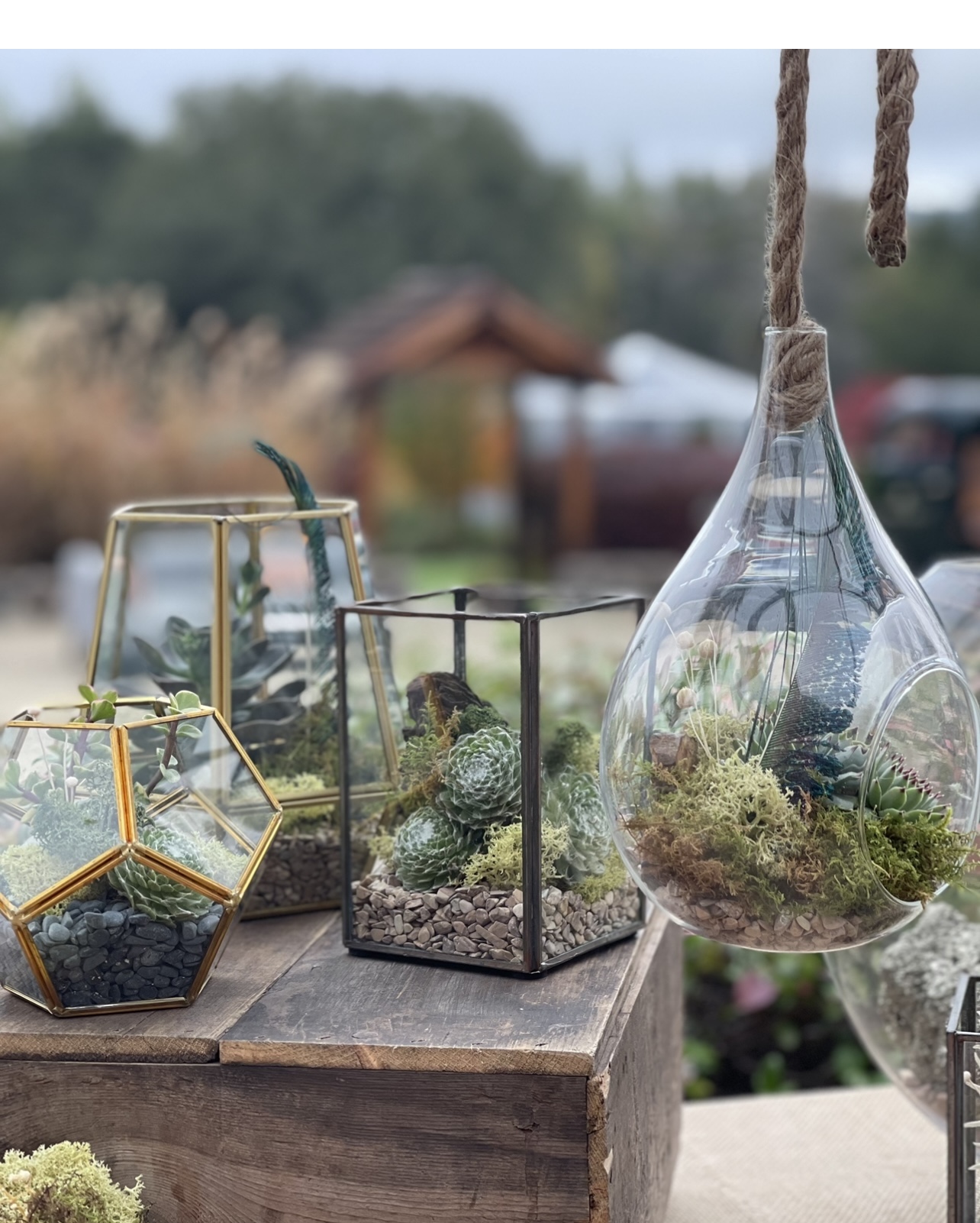Eventos Terrarium Making Class with Jenny Nourse