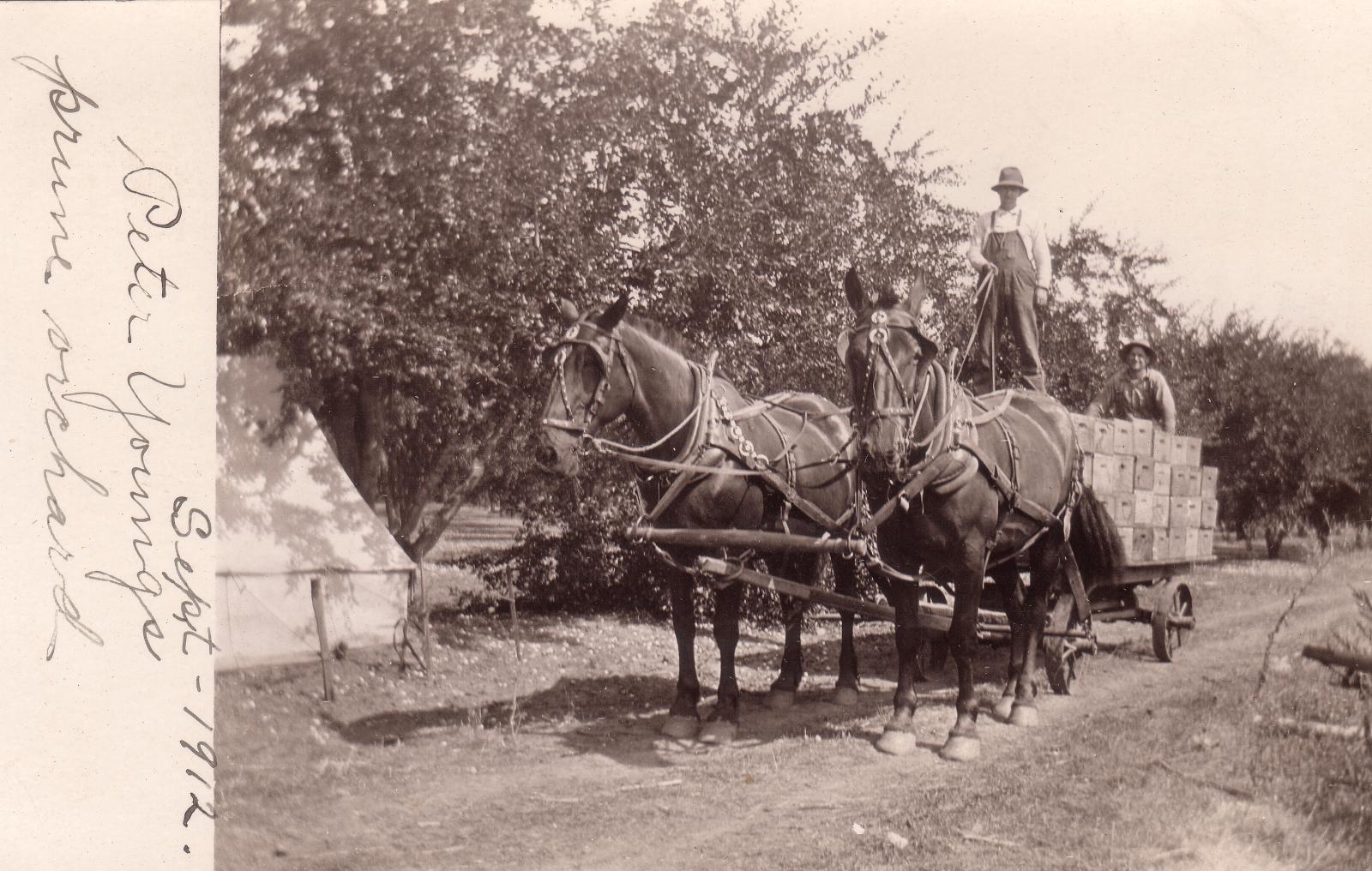 Eventos History Talks: Pioneer Wine & Agriculture Families