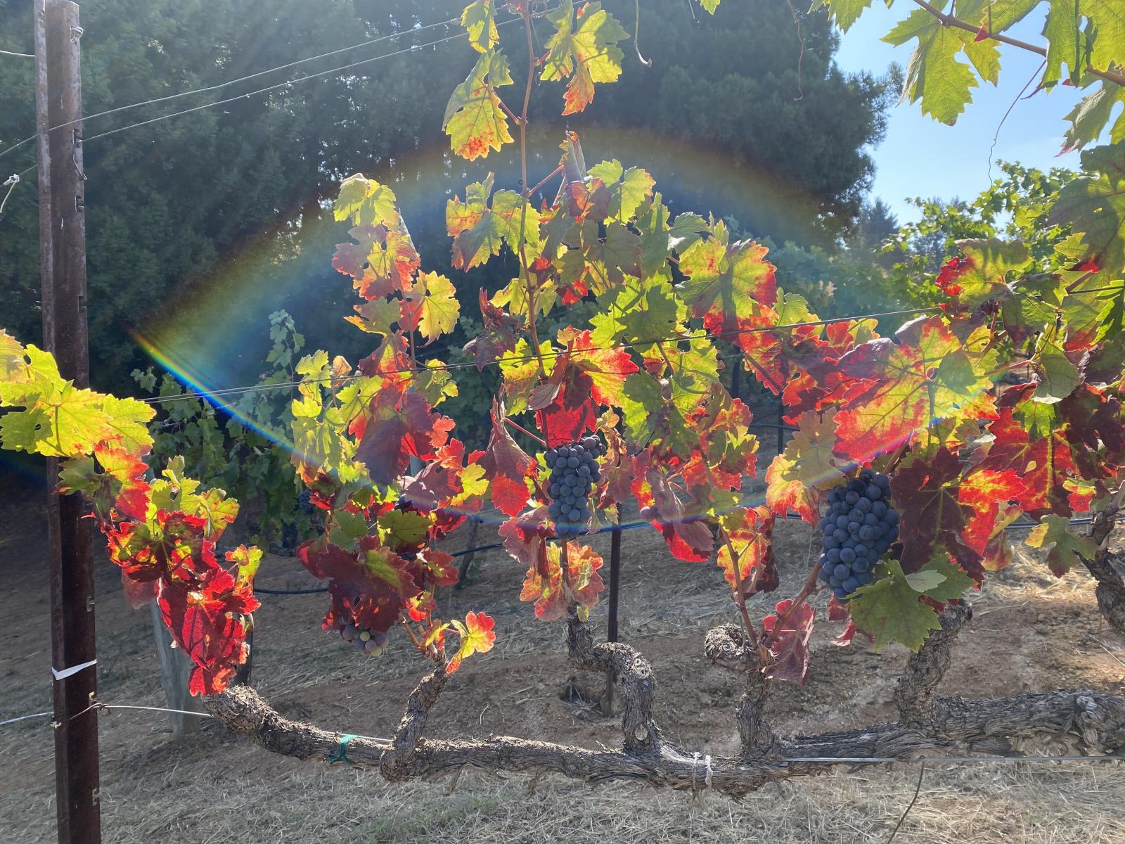 Hands-On Harvest Adventure with Hotel Healdsburg