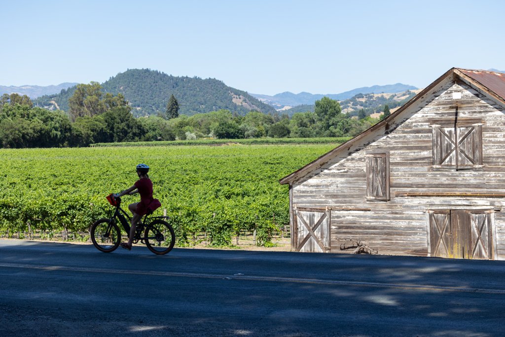 A cyclist rides along a rural road beside a vast vineyard and an old wooden barn in Healdsburg, California.