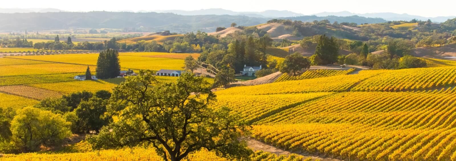 Golden vineyards stretch across rolling hills, dotted with trees and farmhouses in Healdsburg, California.