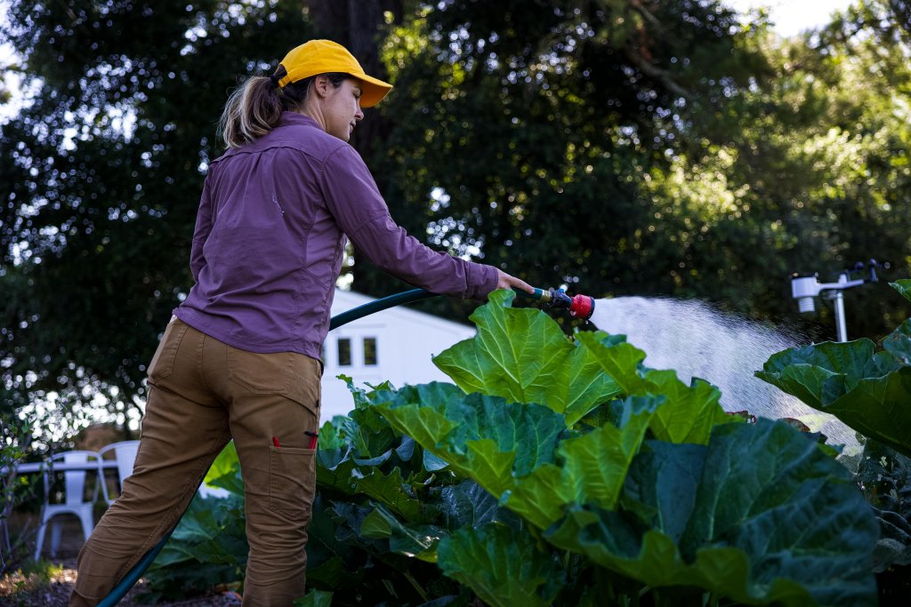 A woman in a yellow hat and purple shirt waters large green leaves with a hose in a garden in Healdsburg, California.