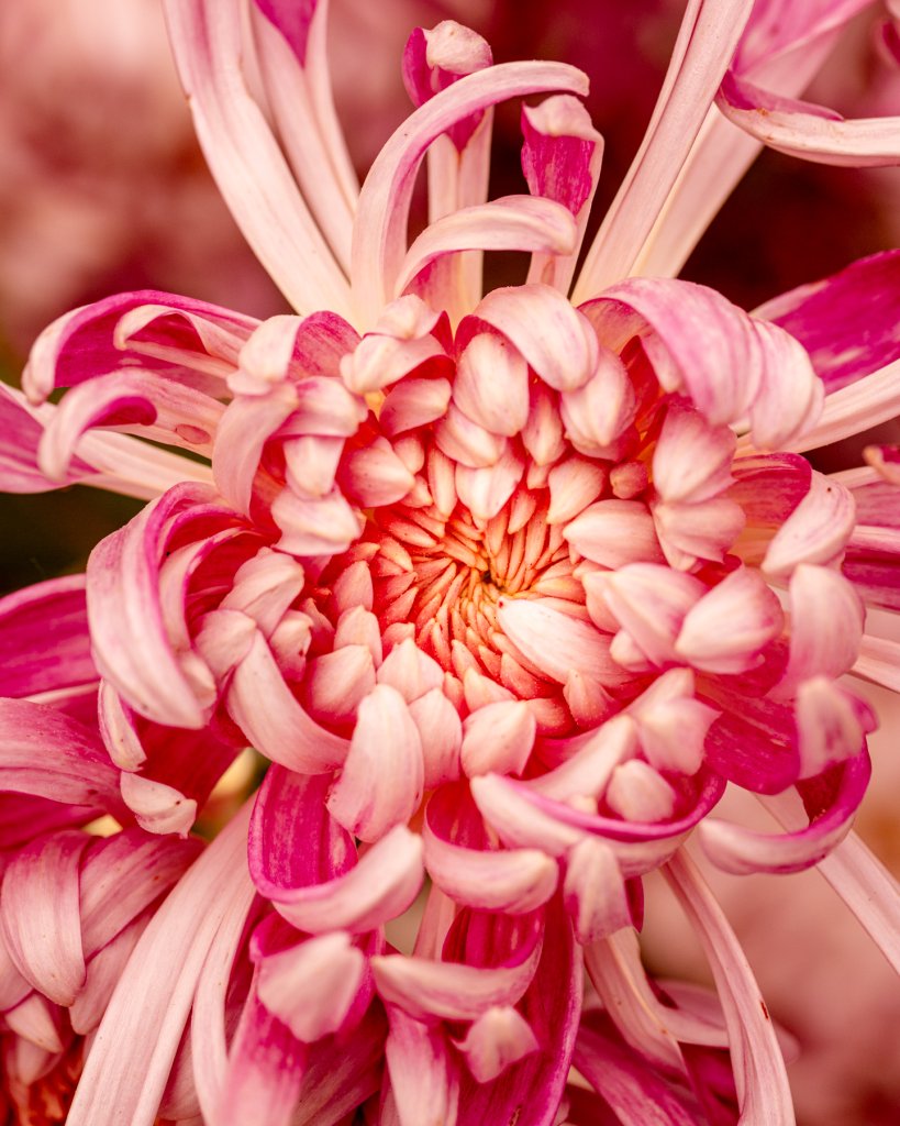 A vibrant pink chrysanthemum with delicate, layered petals forming a dense, spherical bloom in Healdsburg, California.