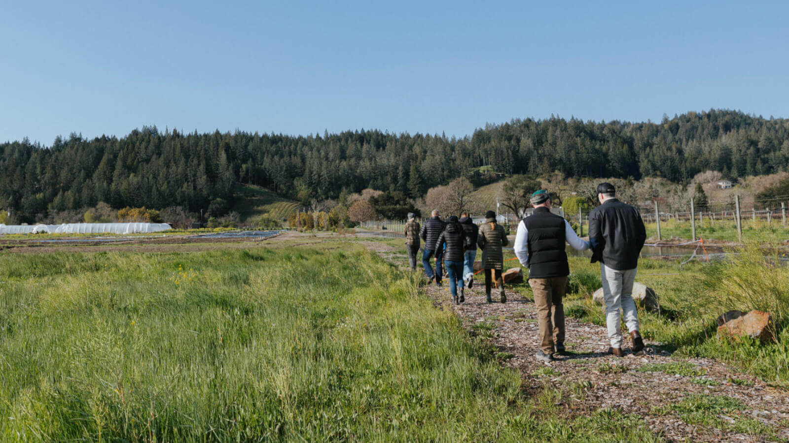 A group of people is walking along a dirt path through a lush green field, with rolling hills and a dense forest in the background in Healdsburg, California.