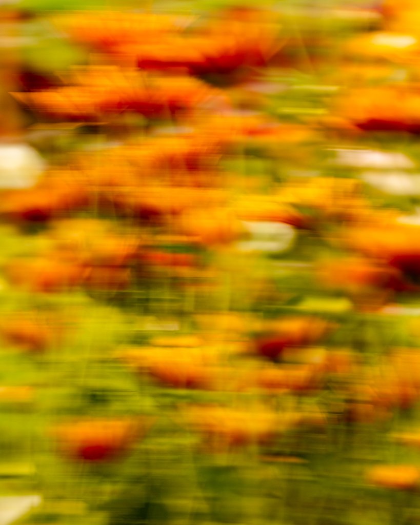 A vibrant field of orange and yellow flowers swaying in the wind, creating a blurred, impressionistic scene in Healdsburg, California.