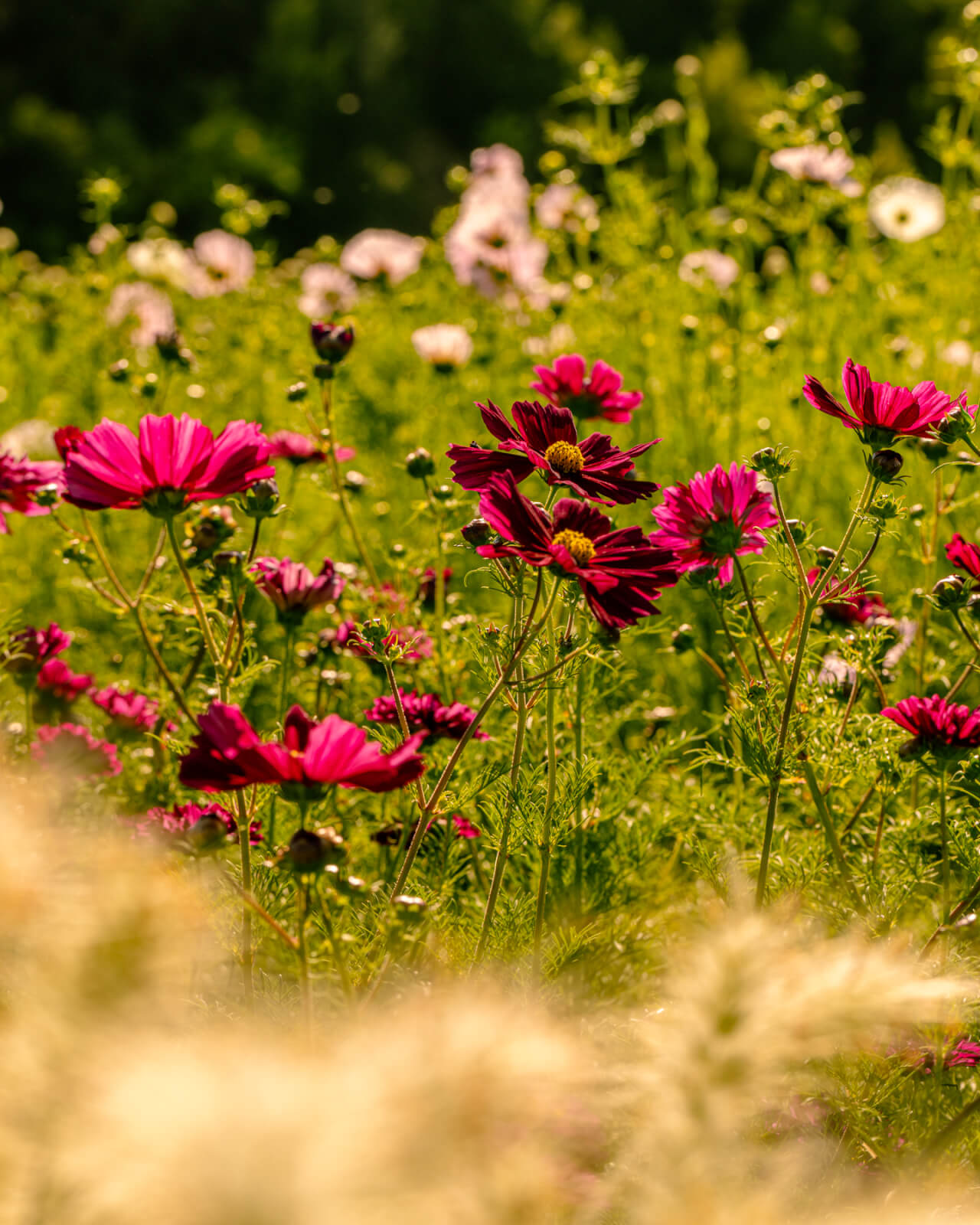 A vibrant field of pink cosmos flowers bathed in warm sunlight, surrounded by lush green foliage in Healdsburg, California.