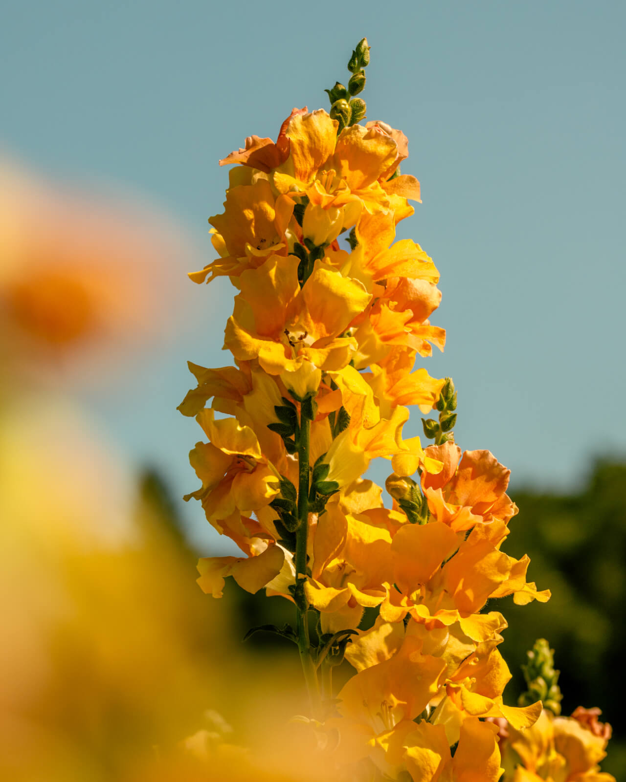 A vibrant cluster of yellow flowers with delicate petals reaches towards the clear blue sky in Healdsburg, California.