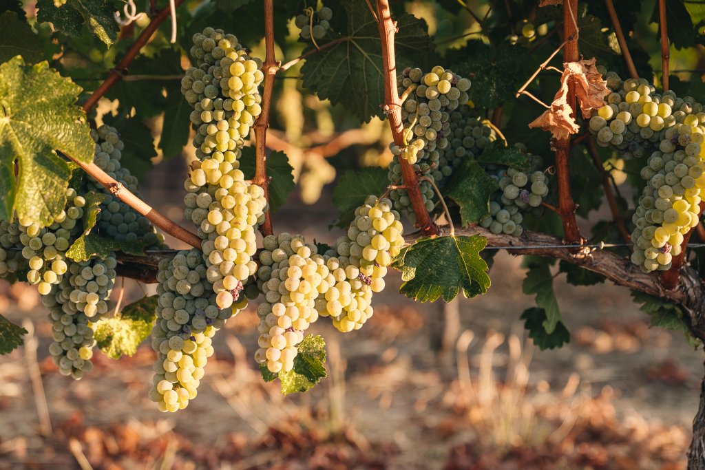 Winemaker Dinner with Small Vines