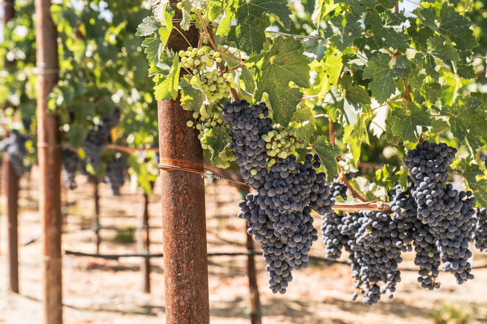 Clusters of ripe dark grapes hanging from vines in a sunny vineyard in Healdsburg, California.